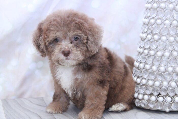 Brynn- Gorgeous F1B Female Toy Shih-Poo Puppy - Image 3