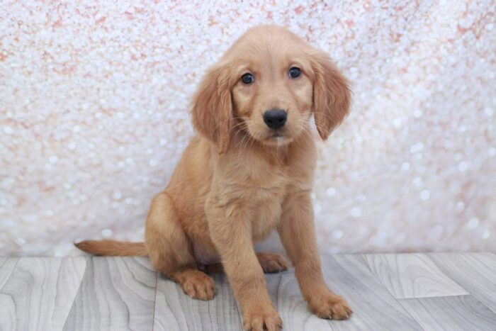 Buffy- Stunning AKC Golden Retriever Puppy - Image 3