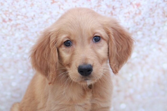 Buffy- Stunning AKC Golden Retriever Puppy - Image 2