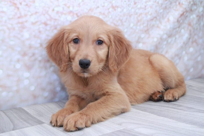 Buffy- Stunning AKC Golden Retriever Puppy