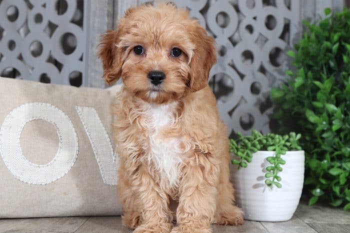 Cali - Darling CavaPoo