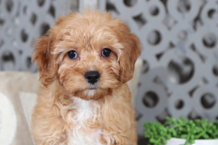 Cali - Darling CavaPoo - Image 3