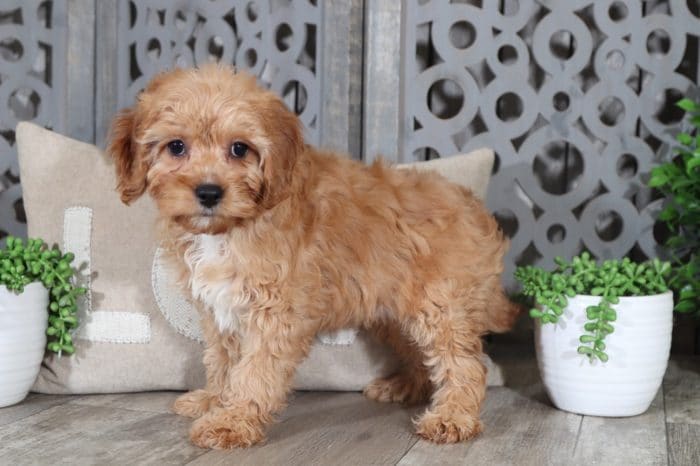 Cali - Darling CavaPoo - Image 4