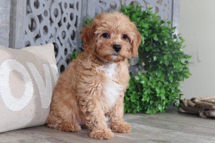 Cali - Darling CavaPoo - Image 5