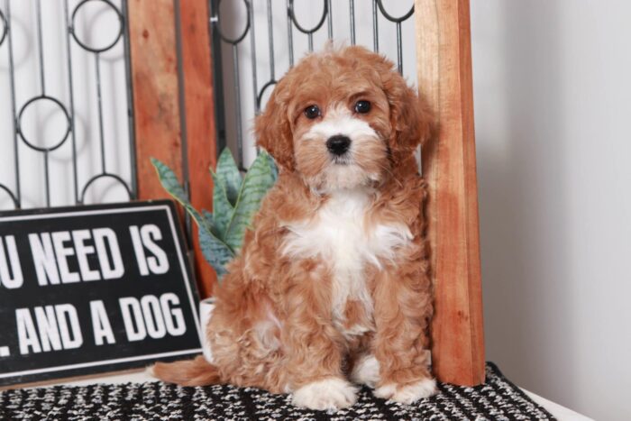 Callie  - Pretty Little Red/White Female Cavapoo Puppy