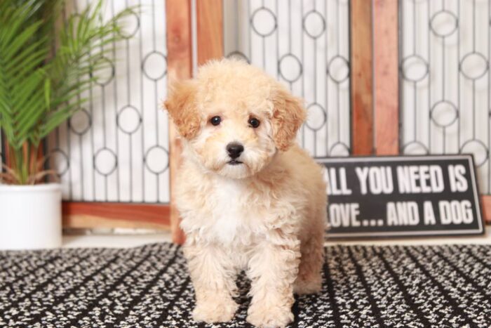 Camilla- Sweet Little Apricot Female Poochon Puppy