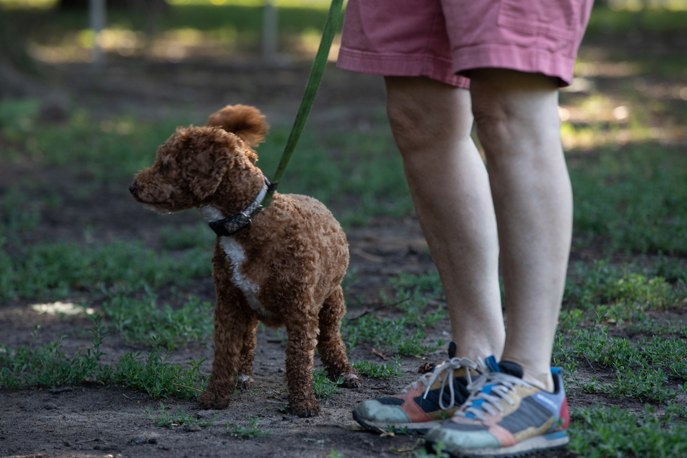 Cavapoo Vs Mini Goldendoodle