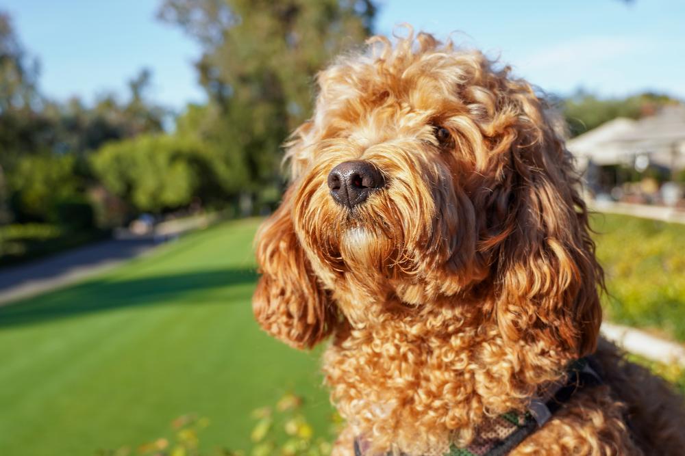 Cavapoo Vs Cockapoo