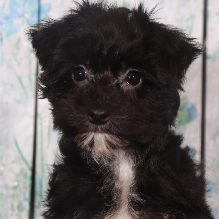 Chanel-Precious Female Yochon Puppy