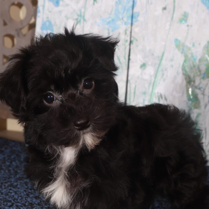 Chanel-Precious Female Yochon Puppy - Image 2