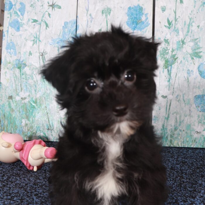 Chanel-Precious Female Yochon Puppy - Image 3