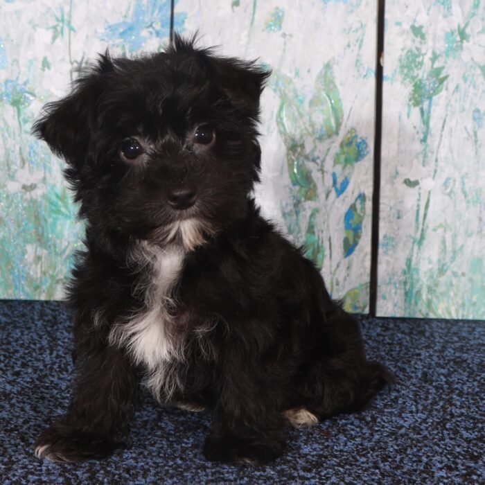 Chanel-Precious Female Yochon Puppy - Image 5