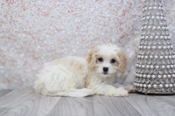 Charlotte - Precious Female Cavachon Puppy - Image 3