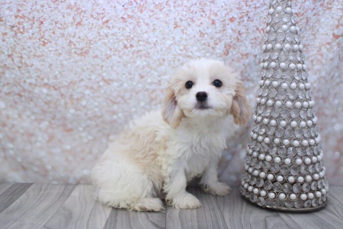 Charlotte - Precious Female Cavachon Puppy