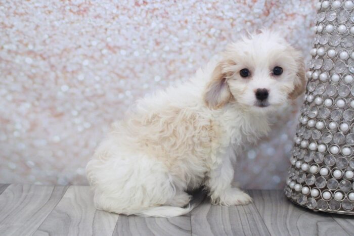 Charlotte - Precious Female Cavachon Puppy - Image 2