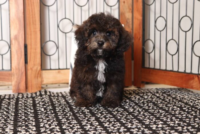 Coal - Great Little ACA Male Toy Poodle Puppy