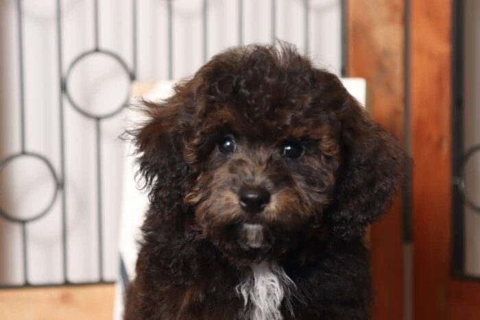 Coal - Great Little ACA Male Toy Poodle Puppy - Image 2