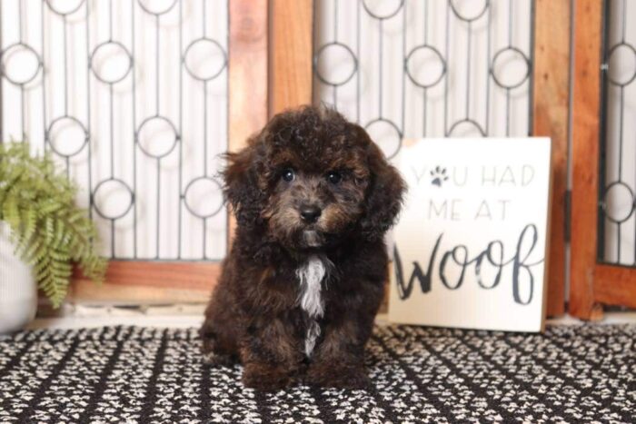 Coal - Great Little ACA Male Toy Poodle Puppy - Image 3