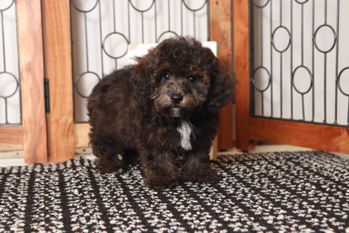 Coal - Great Little ACA Male Toy Poodle Puppy - Image 4