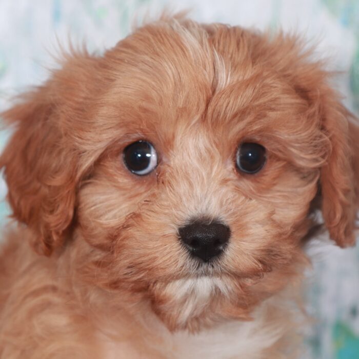 Coco-Gorgeous-Female Cavapoo Puppy