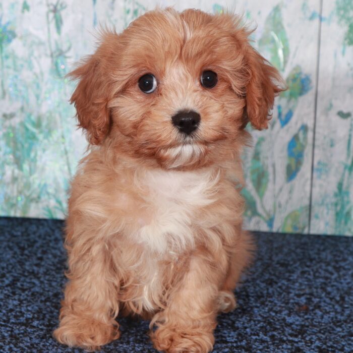 Coco-Gorgeous-Female Cavapoo Puppy - Image 2