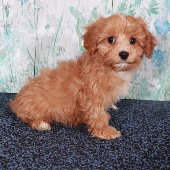 Coco-Gorgeous-Female Cavapoo Puppy - Image 3