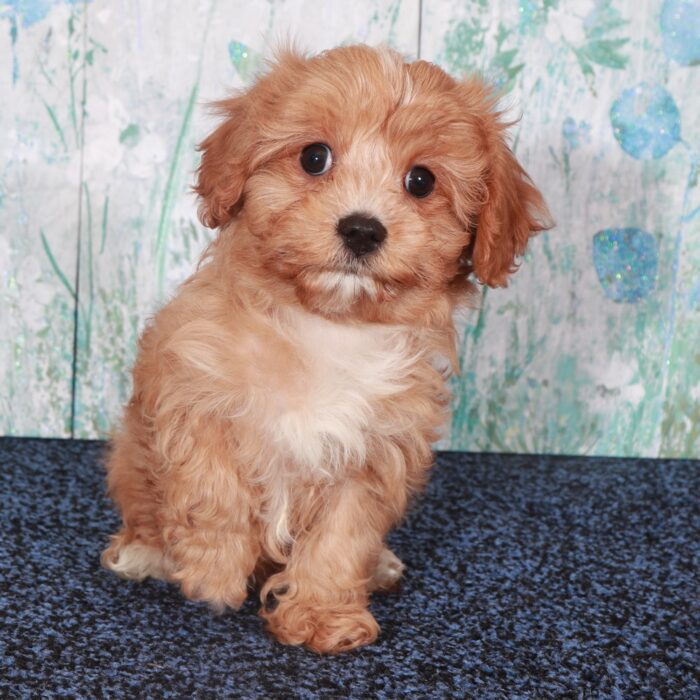 Coco-Gorgeous-Female Cavapoo Puppy - Image 4