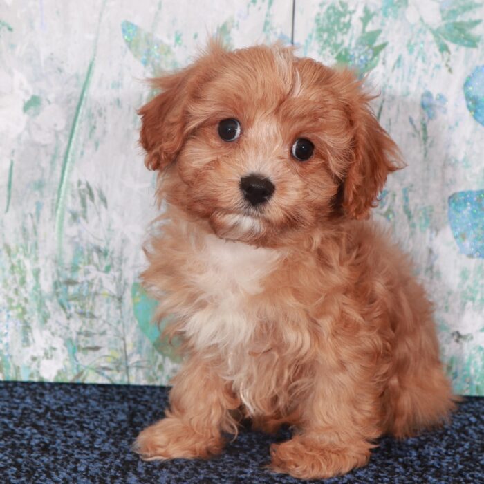 Coco-Gorgeous-Female Cavapoo Puppy - Image 5