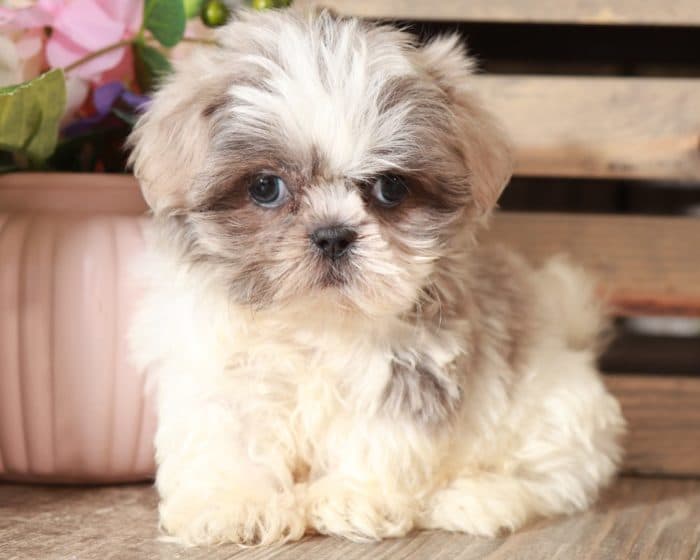 Colby - Perfect Blue/Lavender, Imperial, Shih Tzu