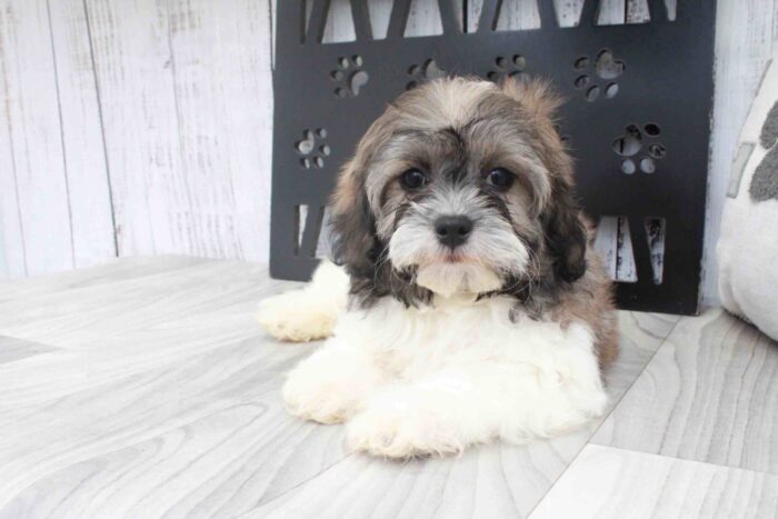 Crash - Spunky Tri Male Shih-Poo Puppy