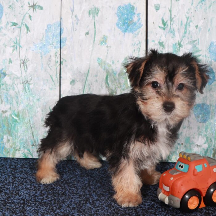 Chevy-Happy Male Yochon Puppy - Image 2