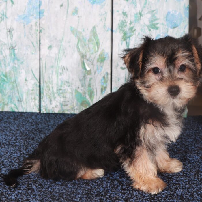 Chevy-Happy Male Yochon Puppy - Image 4