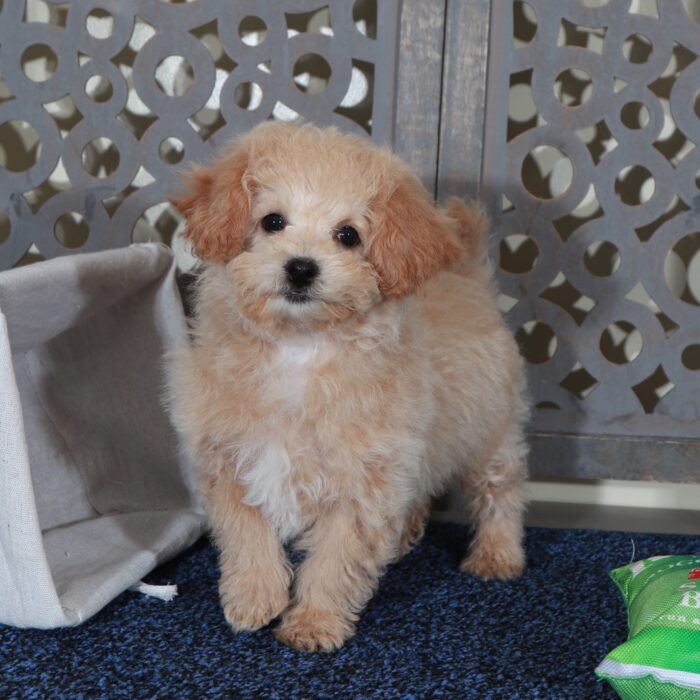 Daisy - Sweet female Poochon Puppy