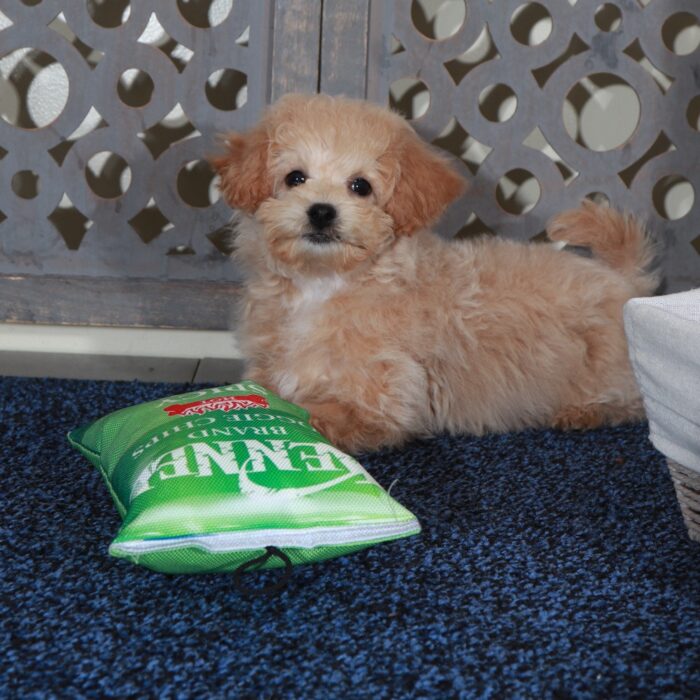 Daisy - Sweet female Poochon Puppy - Image 2