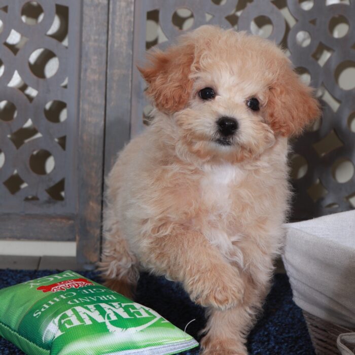 Daisy - Sweet female Poochon Puppy - Image 3