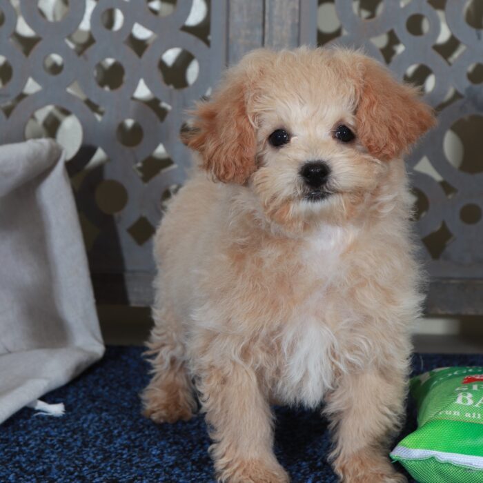 Daisy - Sweet female Poochon Puppy - Image 4