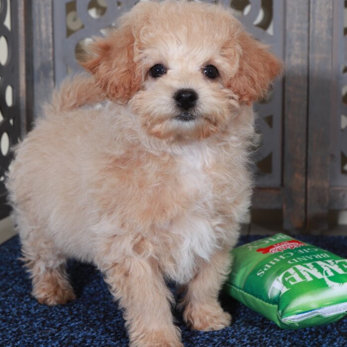 Daisy - Sweet female Poochon Puppy - Image 5