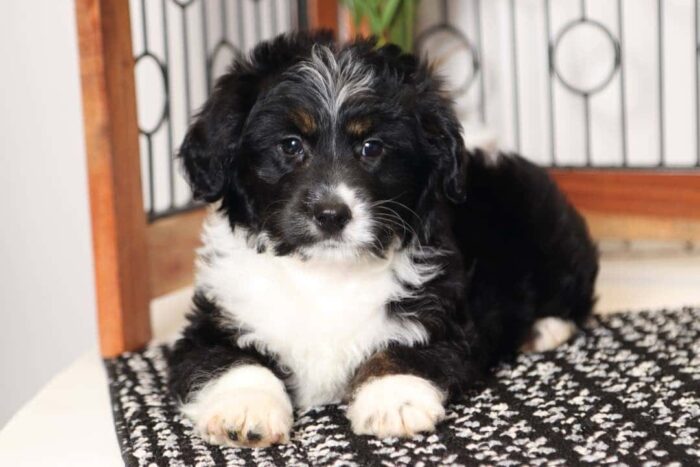 Danny- Silly Tri-Colored Male Mini Aussie-Poo Puppy