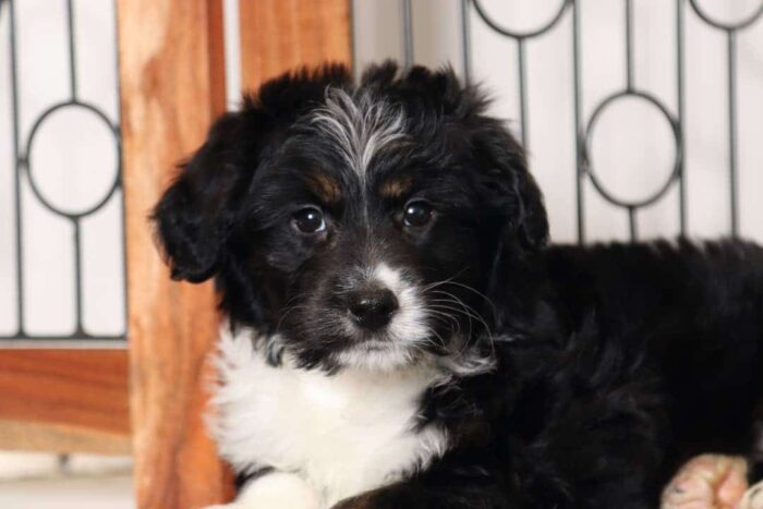 Danny- Silly Tri-Colored Male Mini Aussie-Poo Puppy - Image 2