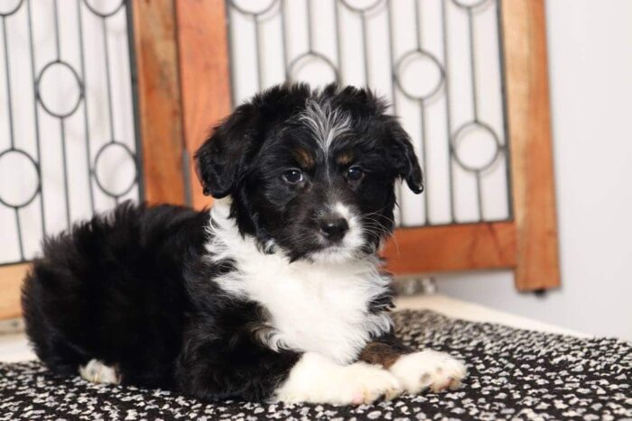 Danny- Silly Tri-Colored Male Mini Aussie-Poo Puppy - Image 4