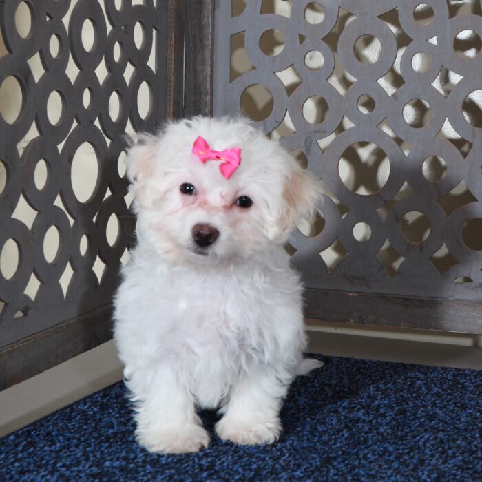 Darla- Cute Female Bichon Frise Puppy - Image 2