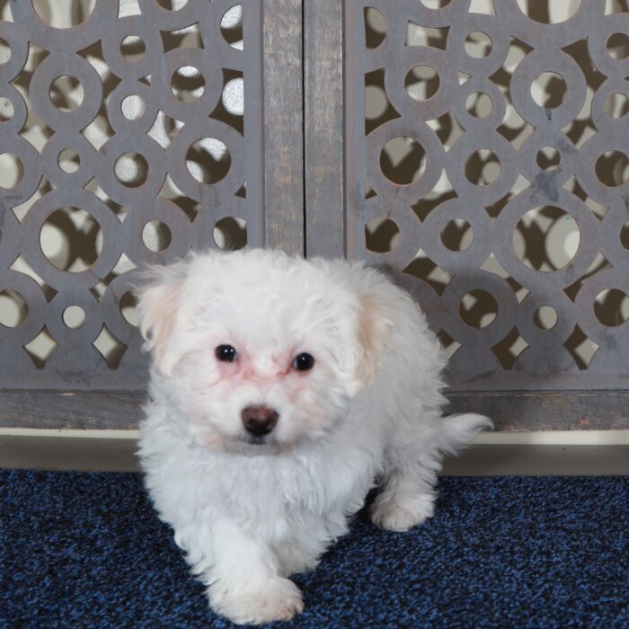 Darla- Cute Female Bichon Frise Puppy