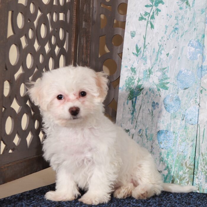 Darla- Cute Female Bichon Frise Puppy - Image 4