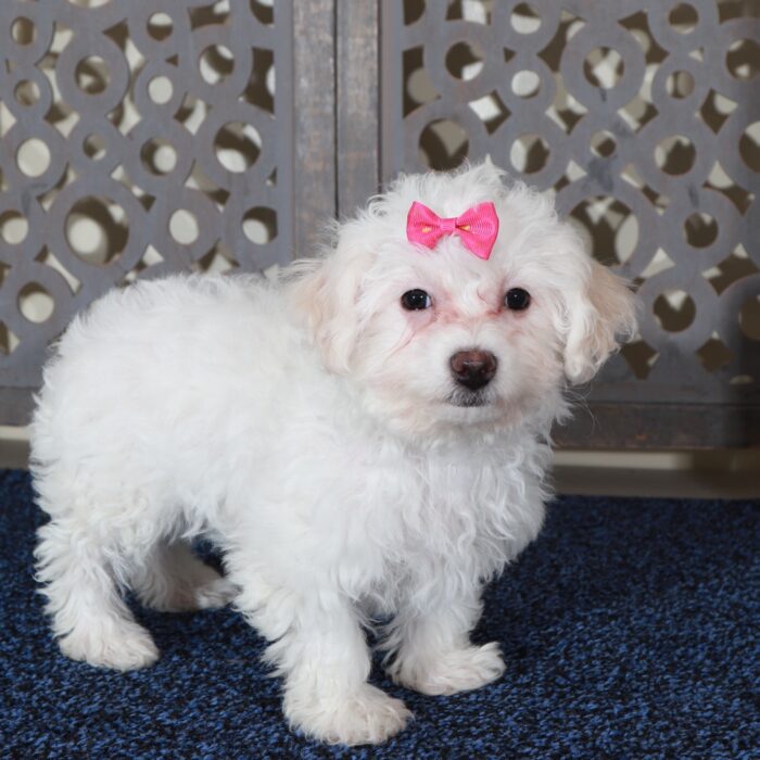 Darla- Cute Female Bichon Frise Puppy - Image 5