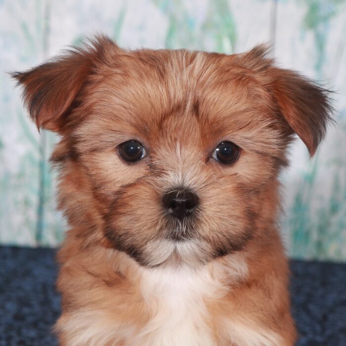 Darling-Stunning Female Shorkie Puppy