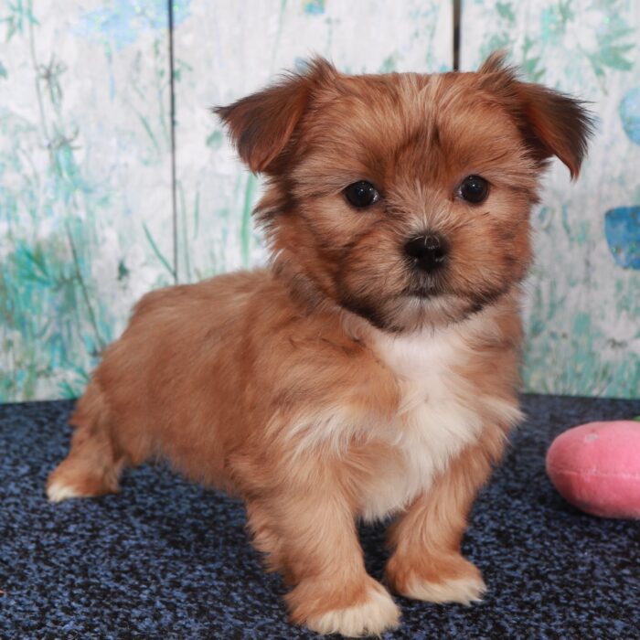 Darling-Stunning Female Shorkie Puppy - Image 2