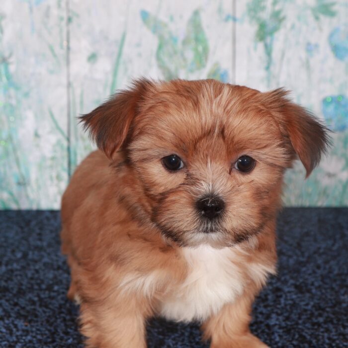 Darling-Stunning Female Shorkie Puppy - Image 3