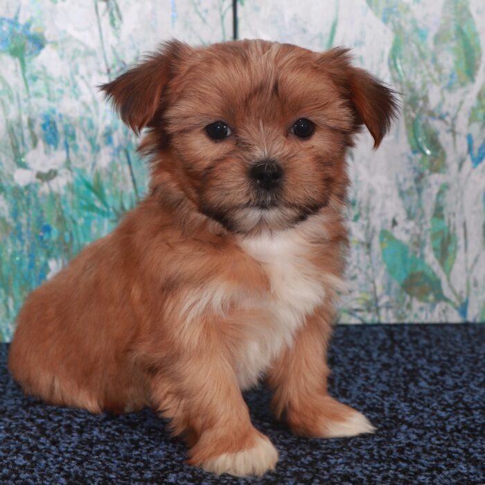 Darling-Stunning Female Shorkie Puppy - Image 4