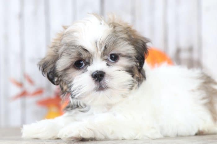 Decker - Affectionate, male, Shih Tzu