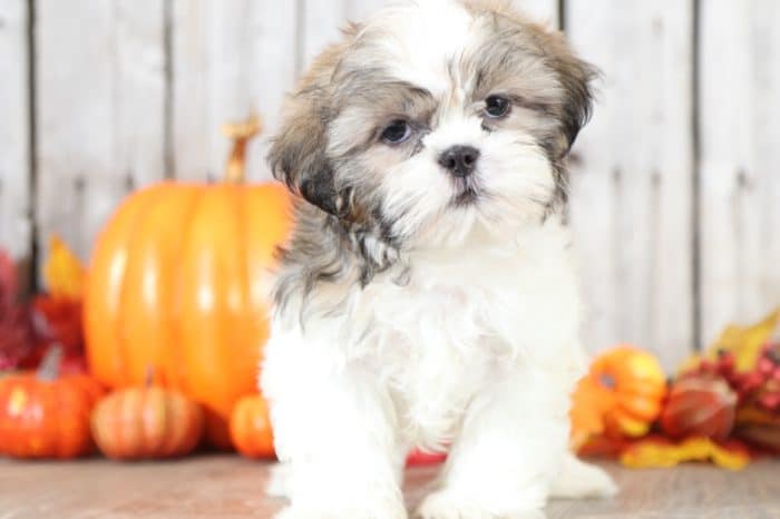 Decker - Affectionate, male, Shih Tzu - Image 2